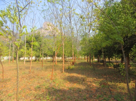 7) Li id 368 - Pic 8.JPG